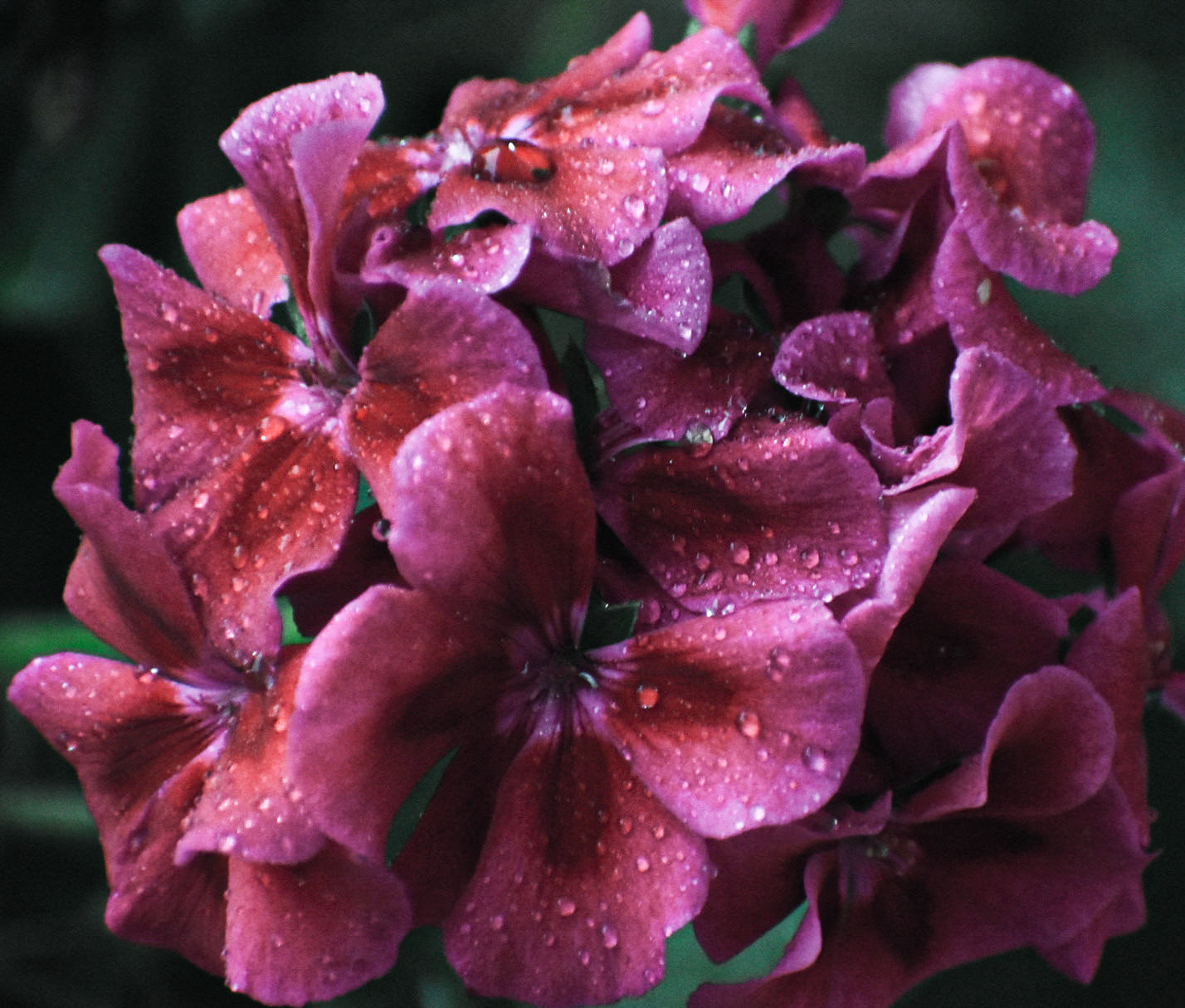 Magenta flowers covered in raindrops