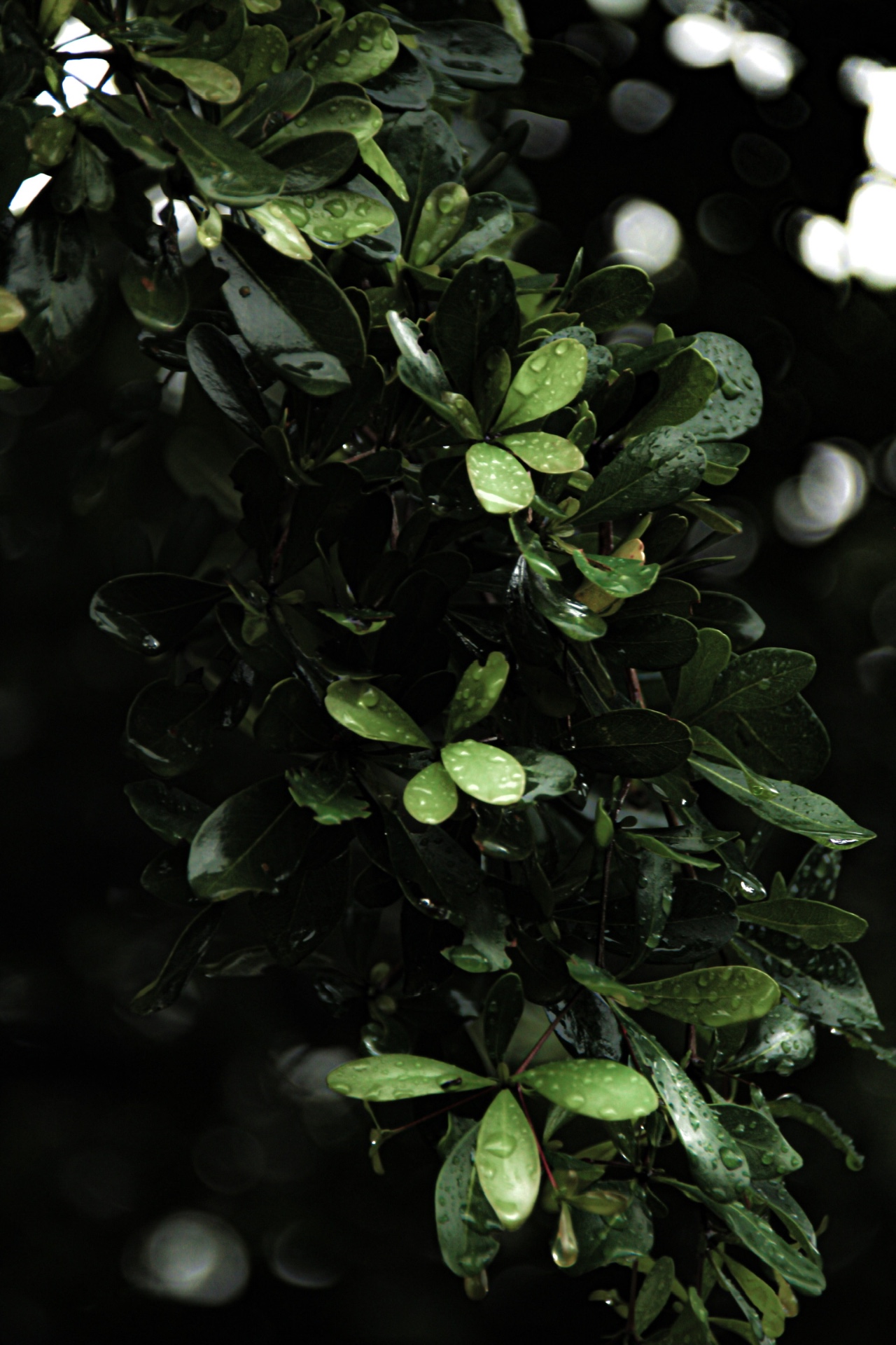 Viridi