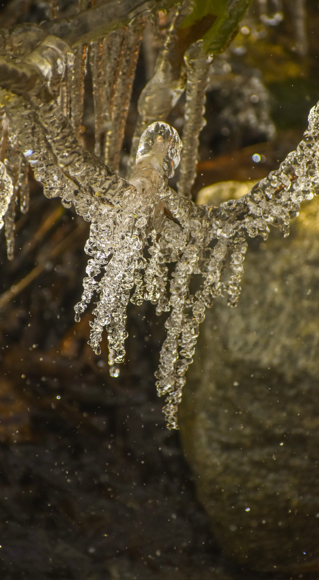 Monile Glaciei