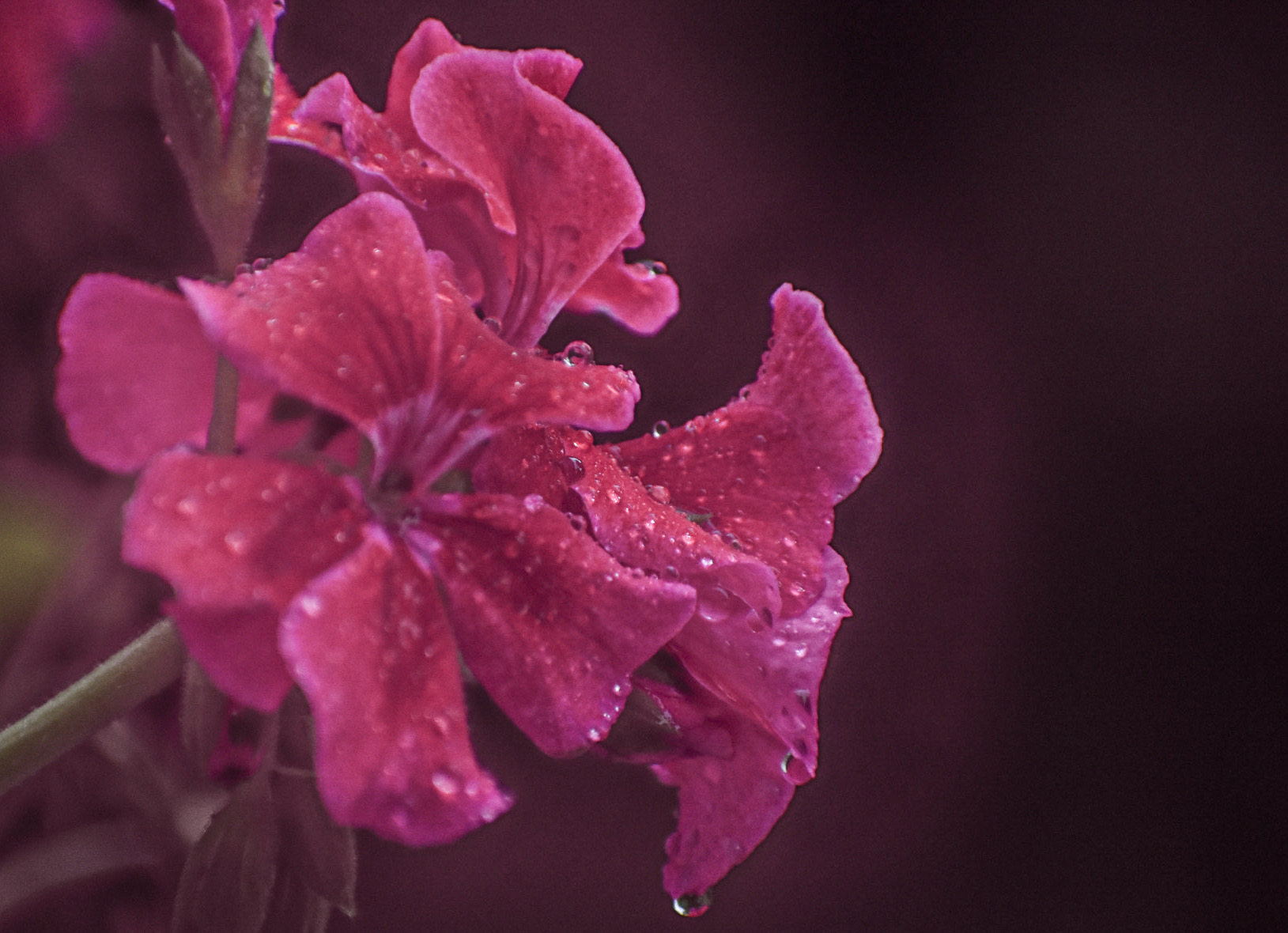 Pink flower with water droplets