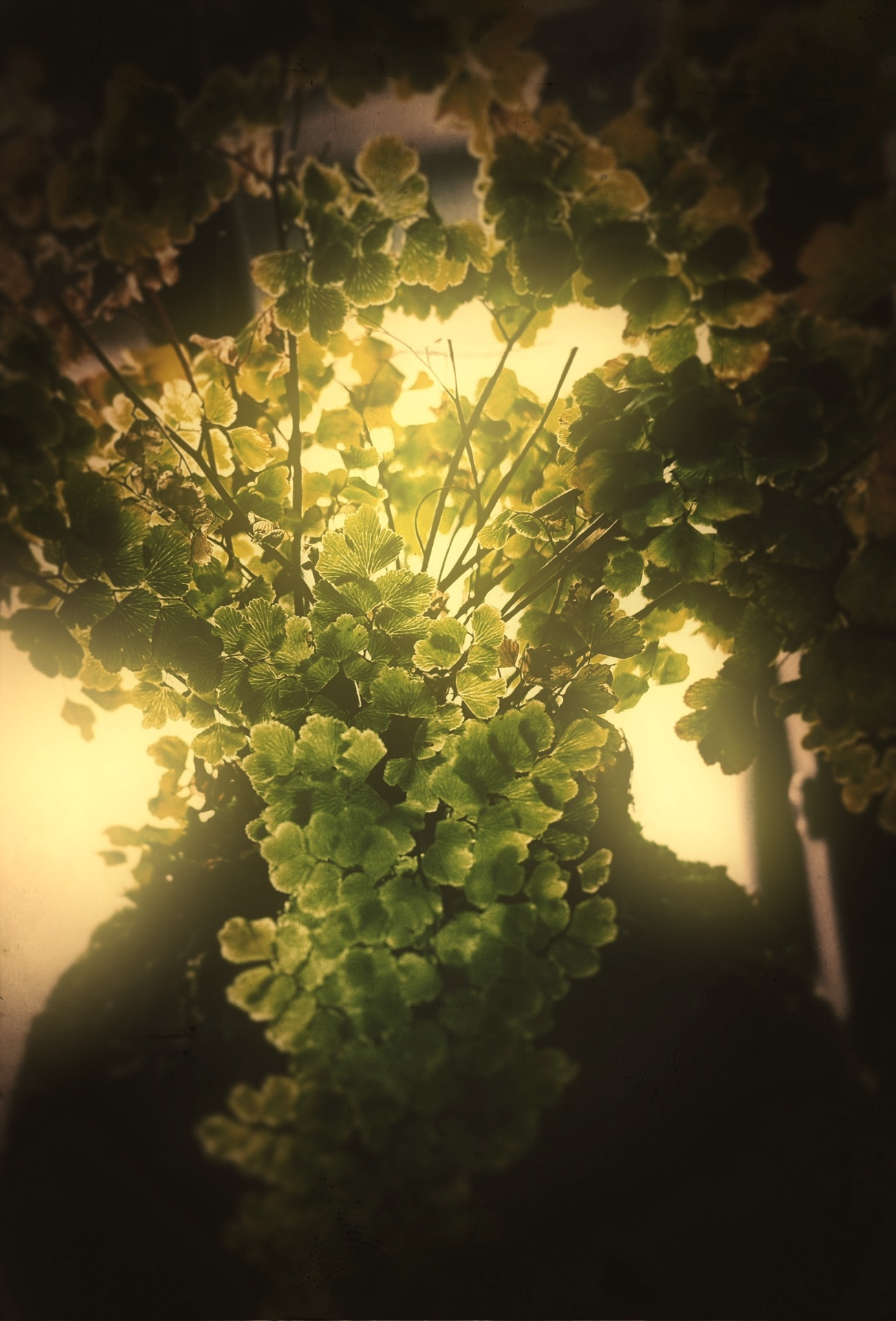 Virent Incrementum