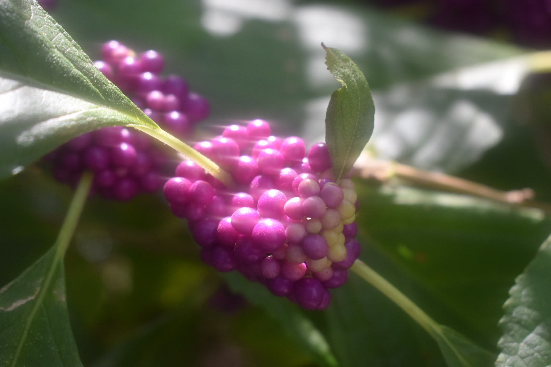 Purpura Rosea